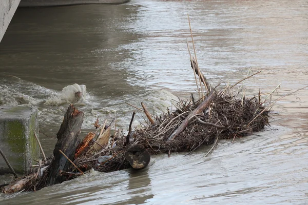 アルノ川ピサの水の完全です — ストック写真