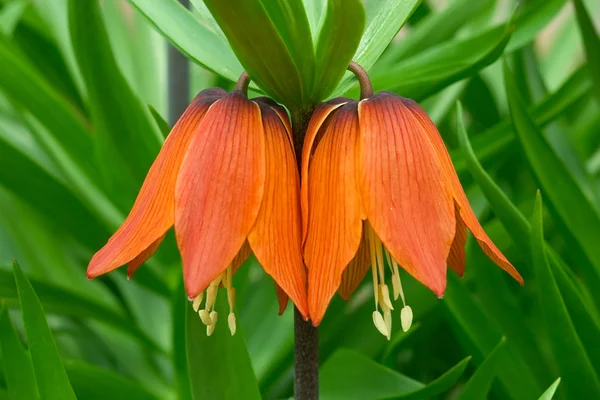 stock image Tulips