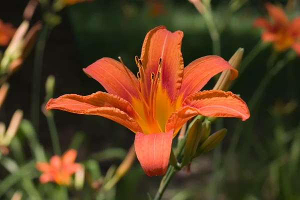 stock image Lily