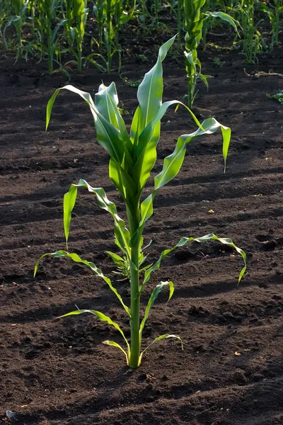 Tallo de maíz en plantación — Foto de Stock