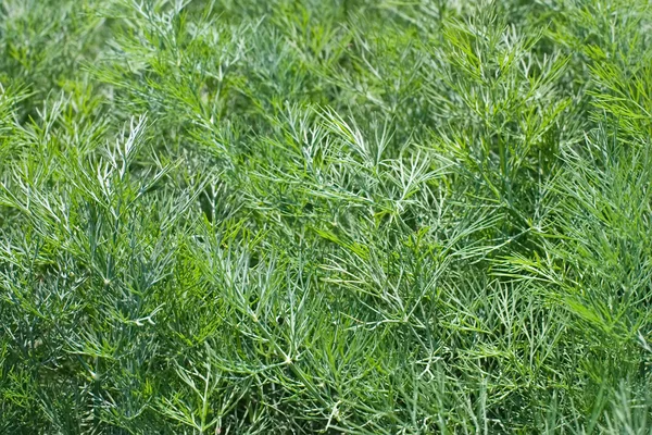 stock image Dill