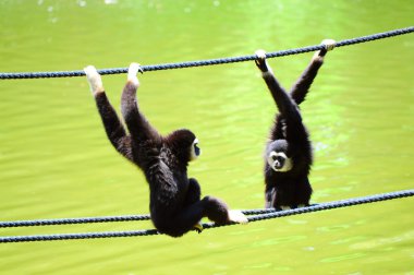 Gibbon