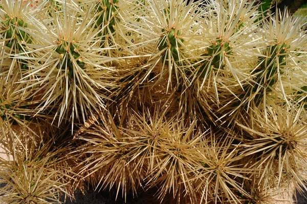 stock image Cactus