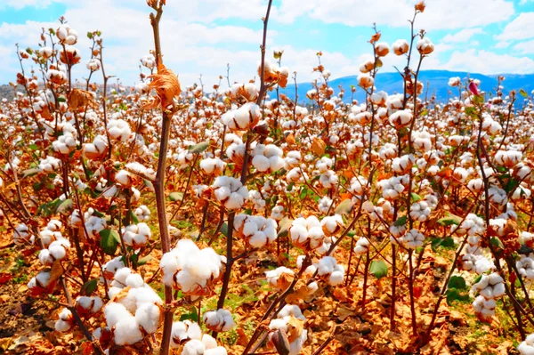 Cotton Bolls — Stock Photo, Image