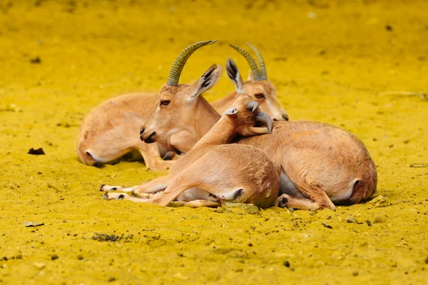 Gazelle. — Stock Photo, Image