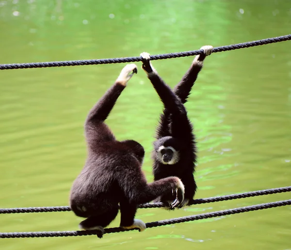 Gibbon. — Stock Photo, Image