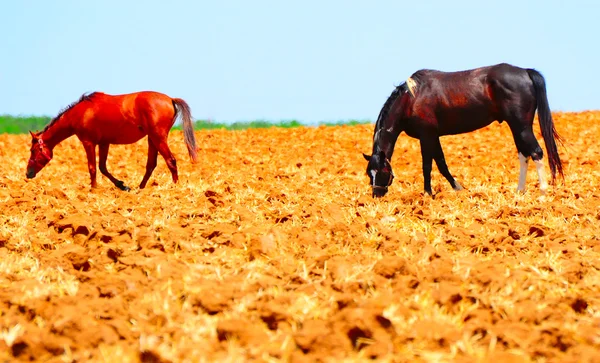 Koně. — Stock fotografie