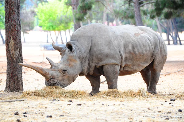 Rinoceronte Imagem De Stock