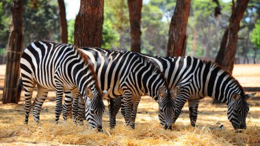 Zebra clipart