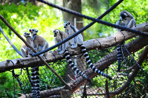 Lemur. — Stok Foto