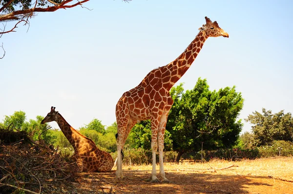 Um par de girafas — Fotografia de Stock