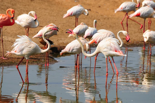 stock image Flamingo