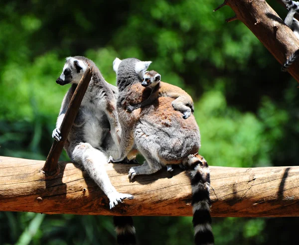 stock image Lemur