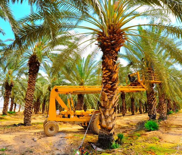 Datazione piantagione di palme . — Foto Stock
