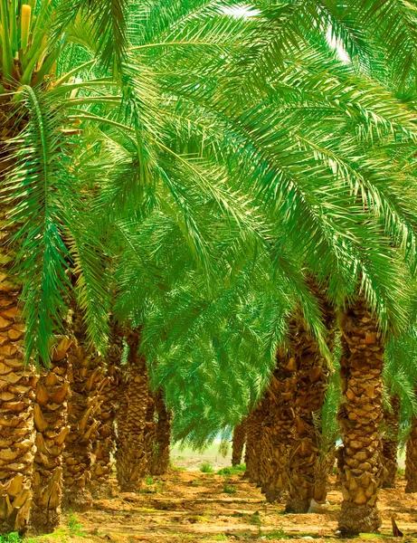 Пальма . — стоковое фото