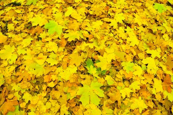 Blanket of Leaves. — Stock Photo, Image