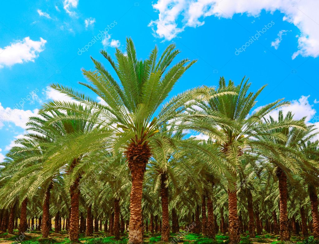 date-palm-stock-photo-ggkuna-1060404