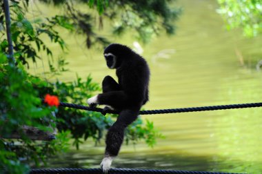 Gibbon