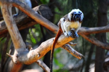 Cotton-top Tamarin clipart