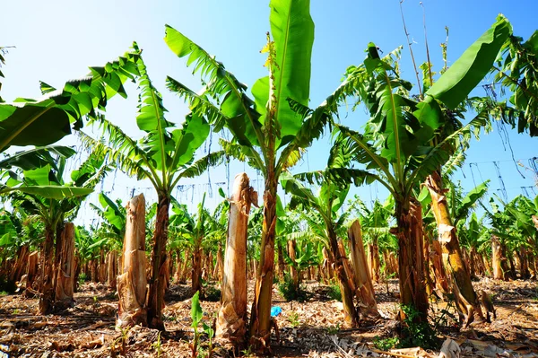 Plantação de bananas — Fotografia de Stock