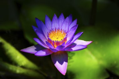 Water Lily clipart