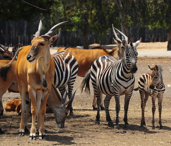 Eland e Zebra — Fotografia de Stock