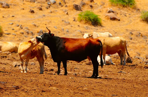Erba di mucche — Foto Stock
