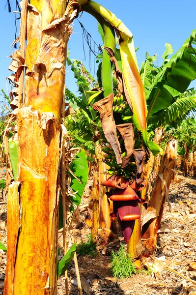 Piantagione di banane — Foto Stock
