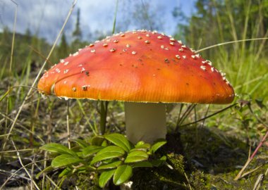 Fly Agaric. clipart