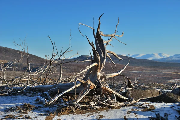 Der tote Baum — Stockfoto