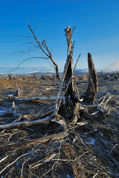 Halott fák külvárosában. — Stock Fotó
