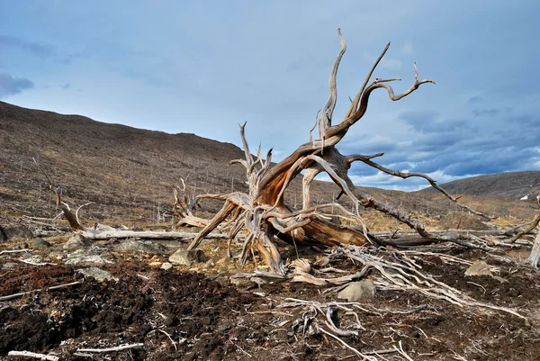 Roots of dead tree on the slope of hill — Stock Photo, Image