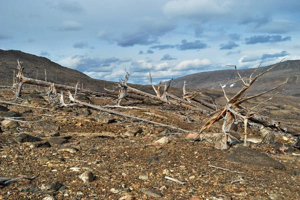 मृत झाड — स्टॉक फोटो, इमेज