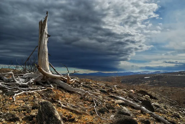 Åskmoln över en död skog — Stockfoto
