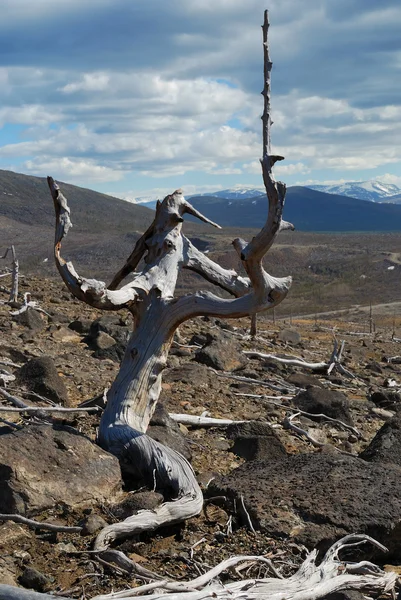Kayıp ağaç — Stok fotoğraf