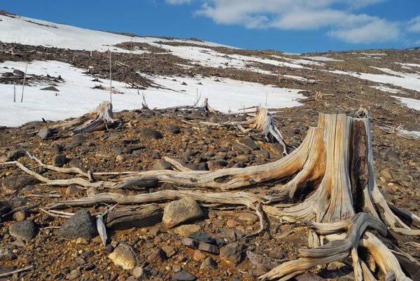Смертельная хватка умерших корней
