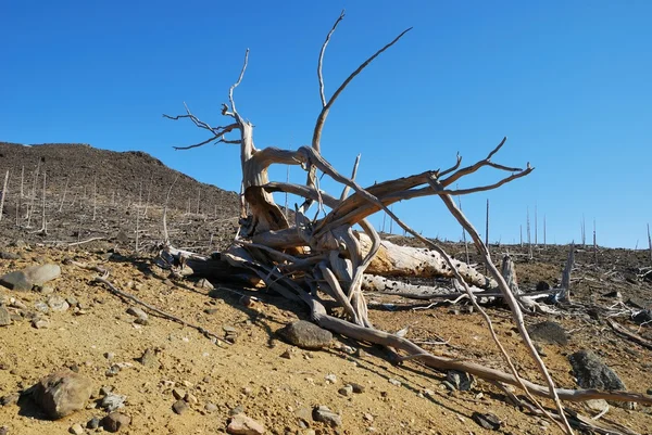 Forest dead — Stock Photo, Image