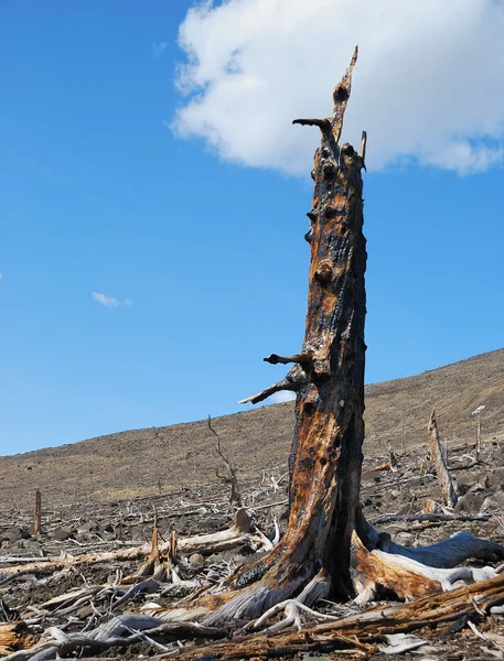 Stump scorched — Stock Photo, Image