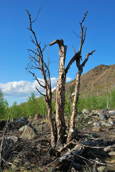 Erdő halott — Stock Fotó