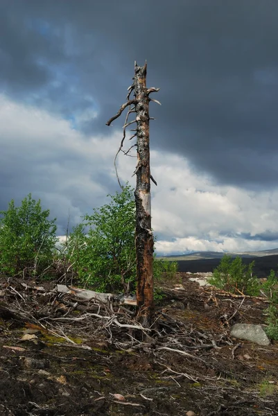 Erdőtűz következményei. — Stock Fotó