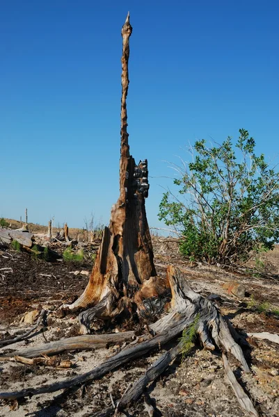 Old burnt stump — Stock Photo, Image