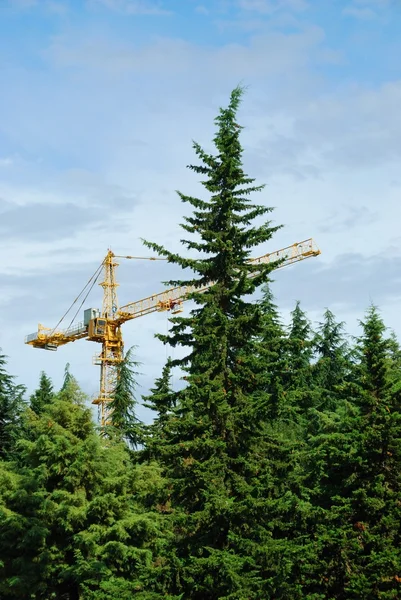 stock image Construction in a coniferous wood