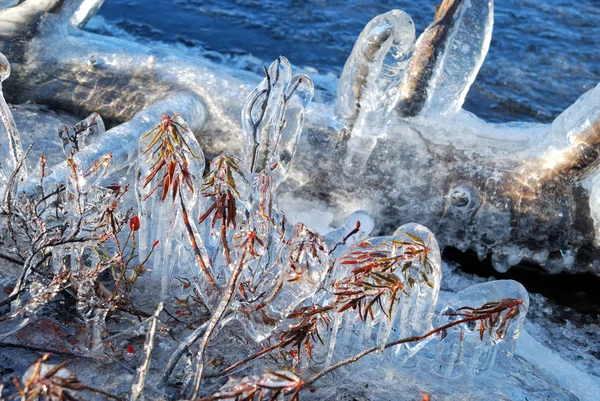 stock image Icing of ledum.