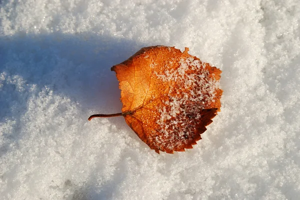 Birch leaf on a fresh snow — Stock Photo, Image