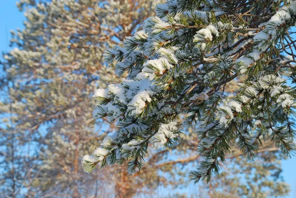 Snow on needles of a pine — Free Stock Photo