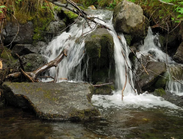 Creek i en vildmark skog — Stockfoto