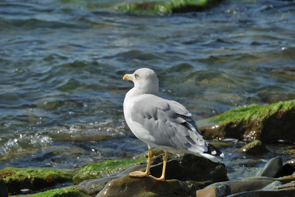 The seagull — Stock Photo, Image