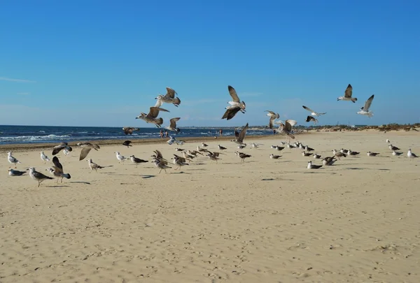 stock image The seagull