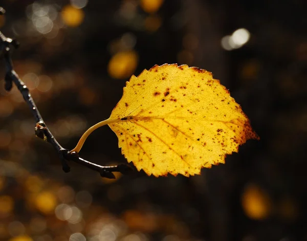Осенний лист березы — стоковое фото