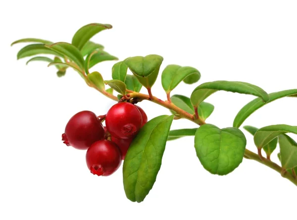 Stock image Cowberry